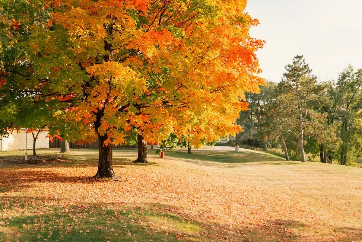 beauté automne
