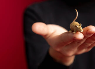 Comment la présence de rats peut affecter votre bien-être émotionnel ?
