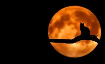 Que faut-il savoir sur le symbole de la lune qu’on ne vous dit pas ? Que faut-il savoir sur le symbole de la lune qu'on ne vous dit pas ?